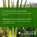 Scallion Oil Sauce 240g Jar