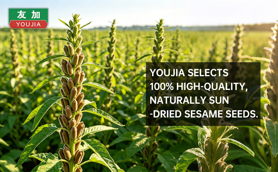 Sesame Oil 210ml – 2 Bottles